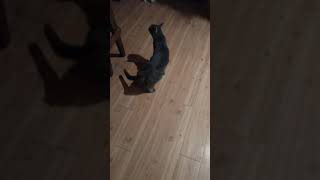 Russian Blue Cat meows