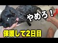 保護した猫ちゃん、初めてのお風呂でブチギレる!!
