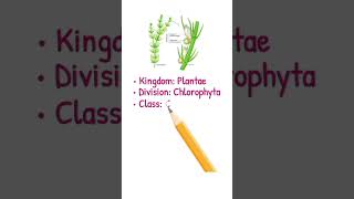 #chara #greenalgae #biology #botany #biologyshorts #science #bscbotany #plantscience