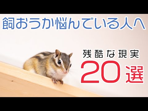 シマリスを飼おうか悩んでいる人へ伝えておきたい20の現実