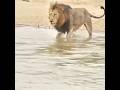 Lion vs Crocodile | Battle for the Riverbank #shorts #animalclash
