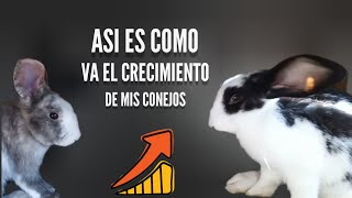 COMO ALIMENTAR A MI CONEJO 🐇 / Crecimiento de un conejo - MIS MASCOTAS
