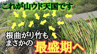 【山菜採り】異常事態宣言❗4月末なのにまさかの最盛期完全におかしいです。山菜親子が行く。