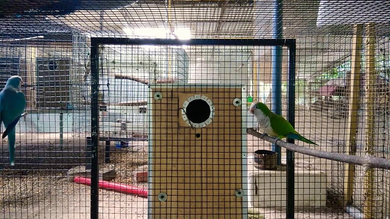 Monk parakeet breeding (Psittacidae) quaker parrot YouTube