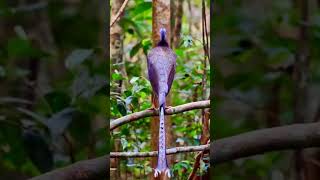 Download Lagu SUARA INDAH BURUNG KUAU RAJA MP3