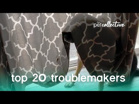 best-pets-of-the-year:-top-20-troublemakers-|-the-pet-collective
