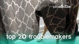 Best Pets of the Year: Top 20 Troublemakers | The Pet Collective