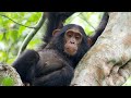 Chimpanzees of Kibale and Budongo Forest and Birding in Bigodi Wetlands, Uganda 2019 (4K -Video)