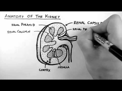 renal-anatomy-1---kidney