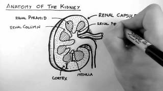 Renal Anatomy 1  Kidney