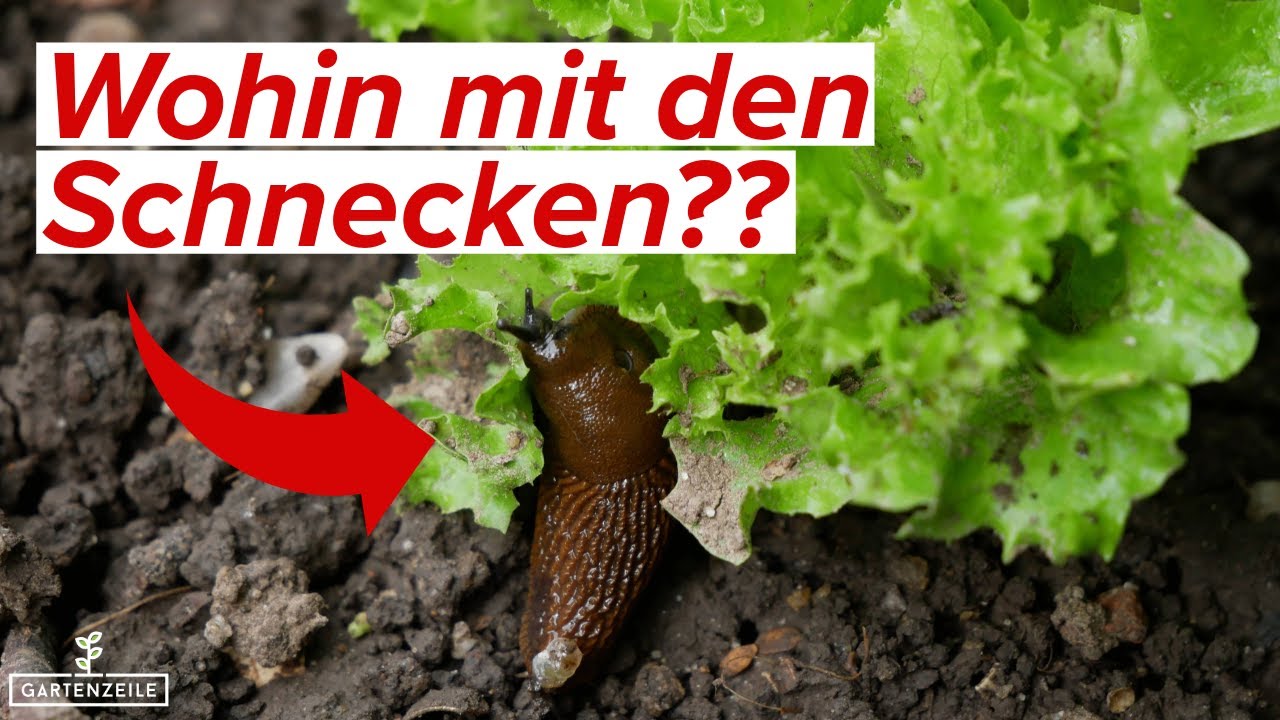 Wohin Mit Abgesammelten Schnecken