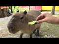 Милый Капитошка - самое доброе существо на планете. Тайган. Capybara in Taigan