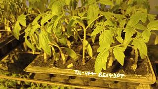 Щеплення томатів - огляд рослин