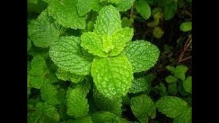 Pfefferminze Ernten Harvest Peppermint