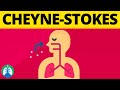 Cheynestokes breathing medical definition  quick explainer