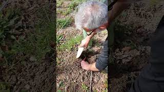 Replantando
