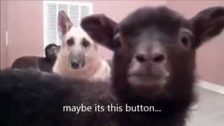 Sheep Sandwich F Fox News Yeahi Want A Job.