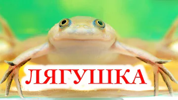 Шпорцевая аквариумная лягушка. Содержание, размножение, совместимость и чем кормить Xenopus laevis