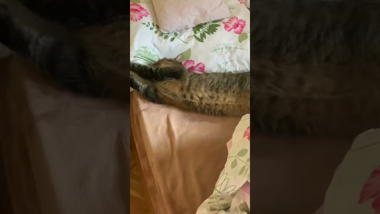 CATkada #lefkada #cat #snoring #fyp #catshorts