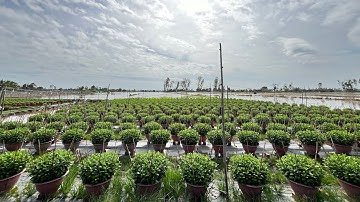 TẮT ĐÈN TẠO NỤ CHO HOA CÚC PHA LÊ - TẬP 9 | TẾT 2025