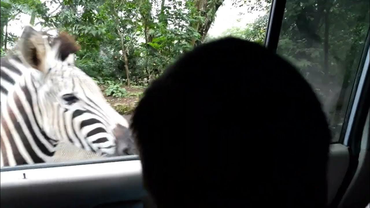 kasih makan zebra di safari, 9 januari 2019 jam 10.58 YouTube