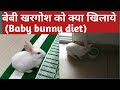 बेबी खरगोश को क्या खिलाये  | Baby Rabbit Diet | Safe Rabbit Veggies