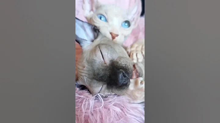 Watch the video about White vs. black kitten