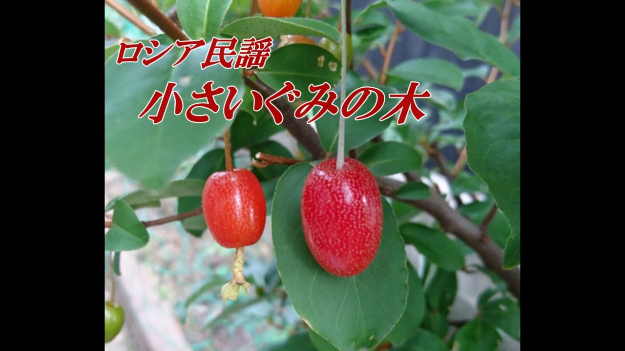 ロシア民謡 小さいぐみの木 Youtube