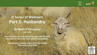 Pain relief options for the sheep industry - Husbandry Webinar - Clip 5 of 6