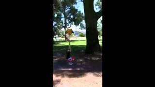 Bounce (flying fox)