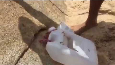 Câu cá Đục Long Hải 2