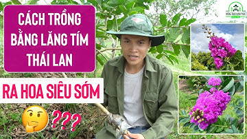 CÁCH TRỒNG HOA BẰNG LĂNG TÍM THÁI RA HOA CỰC SỚM | GIỐNG HOA BẰNG LĂNG THÁI