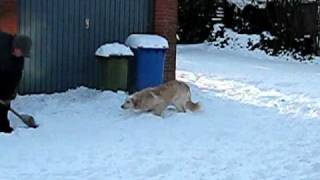 Kalle Springt In Den Schnee - Teil Ii