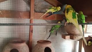 Budgies Laying Eggs ? Budgies Breeding Season Start @ZooTube_Vlogs #viral #budgies#birdphotography