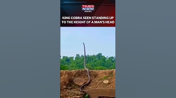 Watch! A King Cobra Standing At A Height Of A Man, Raising Its Head High In Air