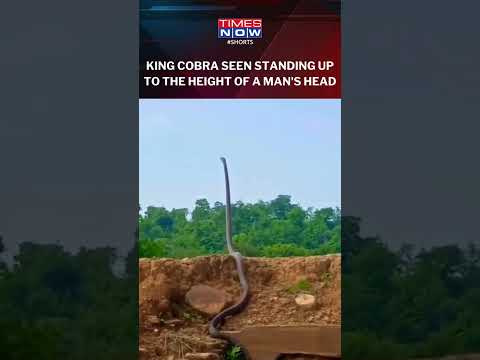 Watch! A King Cobra Standing At A Height Of A Man, Raising Its Head High In Air