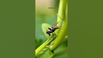 BEST MOBILE MACRO LENS//PROSUMER SONY 25 MM MOBILE MACRO LENS ❤️ #shorts #macrophotography #macro