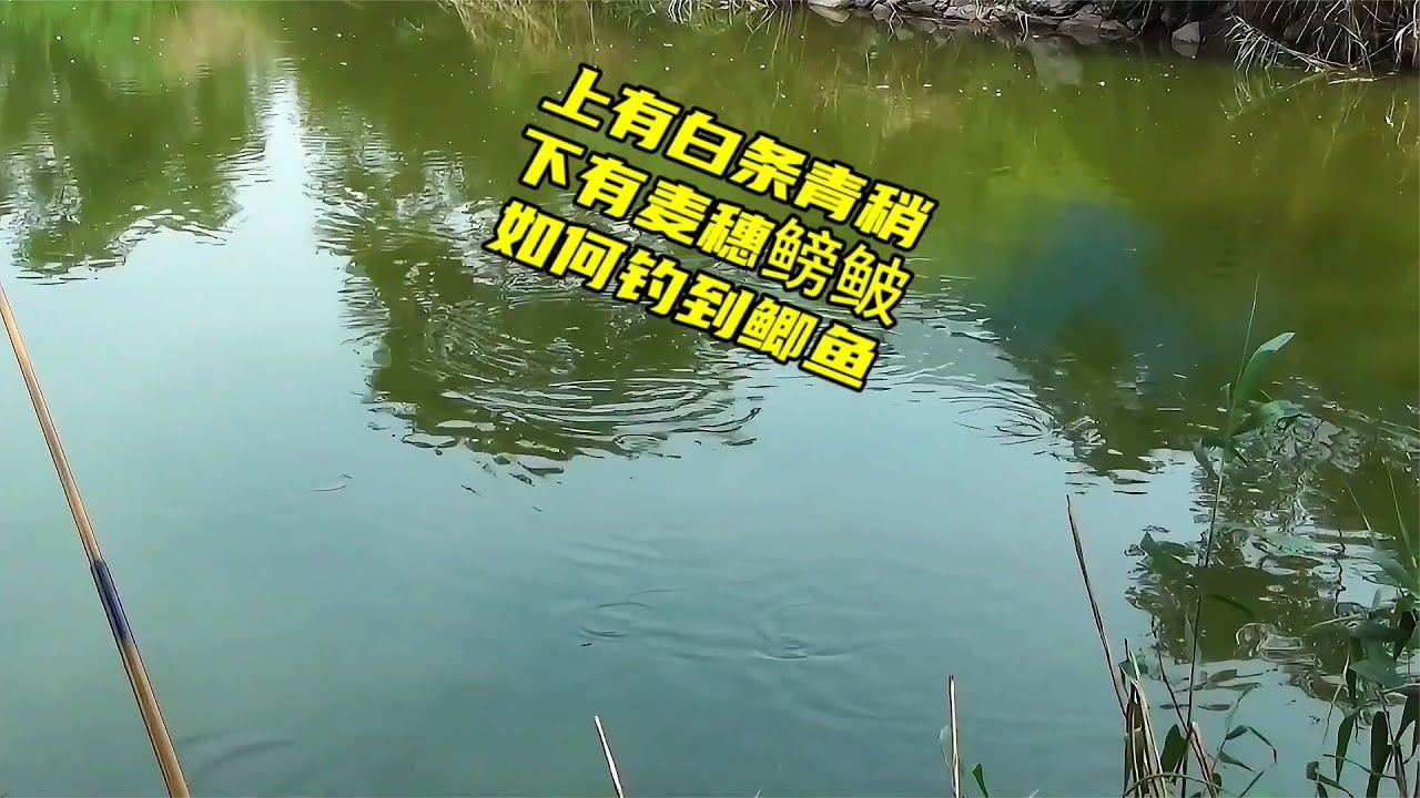 上有白条青稍截口,下有麦穗鳑鲏闹窝,这些调整让我成功钓到鲫鱼~分享钓鱼知识 - YouTube