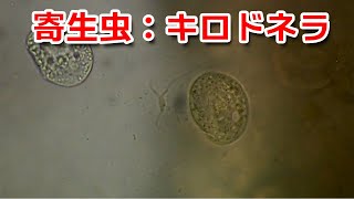 ＜プチ動画＞キロドネラ症