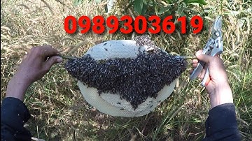 săn bắt ong rừng... trúng mánh gặp tổ ong khủng