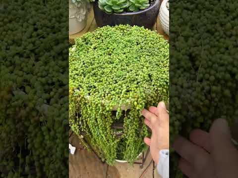 Vídeo: Senecio Plant Info: Aprenda sobre as diferentes variedades de Senecio