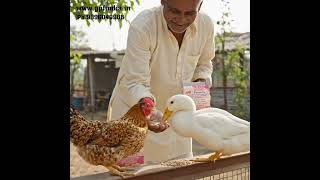 Egg Formula- For Hens, Ducks, Quail, Pigeon &amp; Honeybees.
