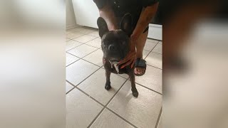 Charlotte mother accused of demanding ransom after theft of French Bulldog | WSOC-TV
