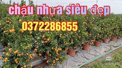 quất chậu nhựa siêu đẹp, quất tết 2021 - 2022