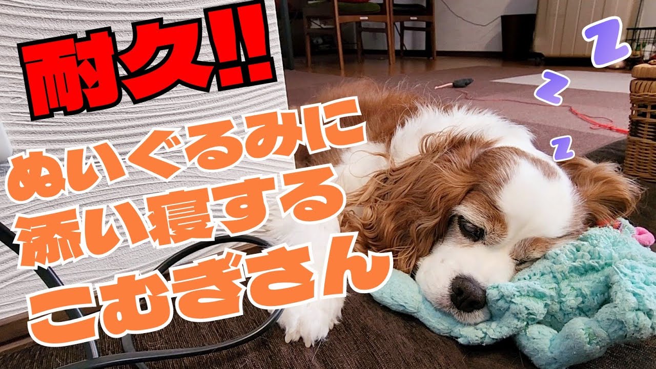 【耐久‼】お気に入りのぬいぐるみアルパカさんを枕に添い寝するこむぎさんがとっても可愛かったので、ただひたすらお昼寝するこむぎさんを配信する耐久動画を作ってみた！！