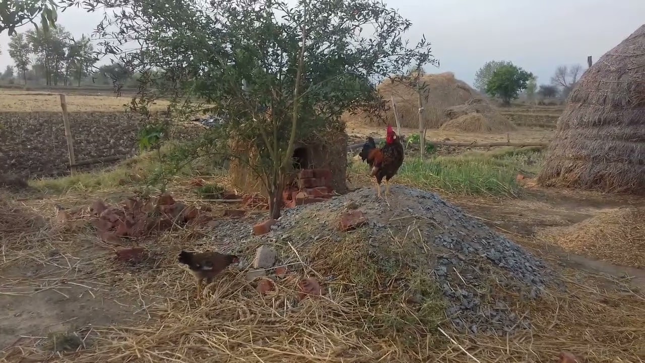 wov very nice speaking cock