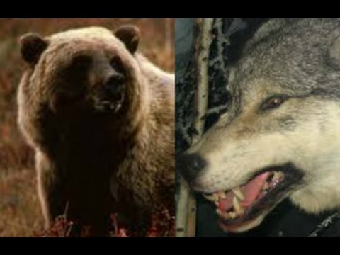 grizzly bear animal family Bears and Wolves Epic Battle(full documentary)HD