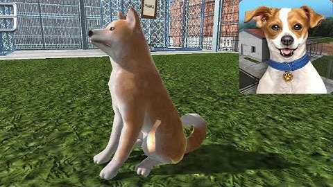 Animal Shelter Simulator - Gameplay Walkthrough Part 1 (iOS, Android)