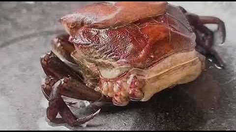 Cận cảnh cua lột xác hiếm thấy