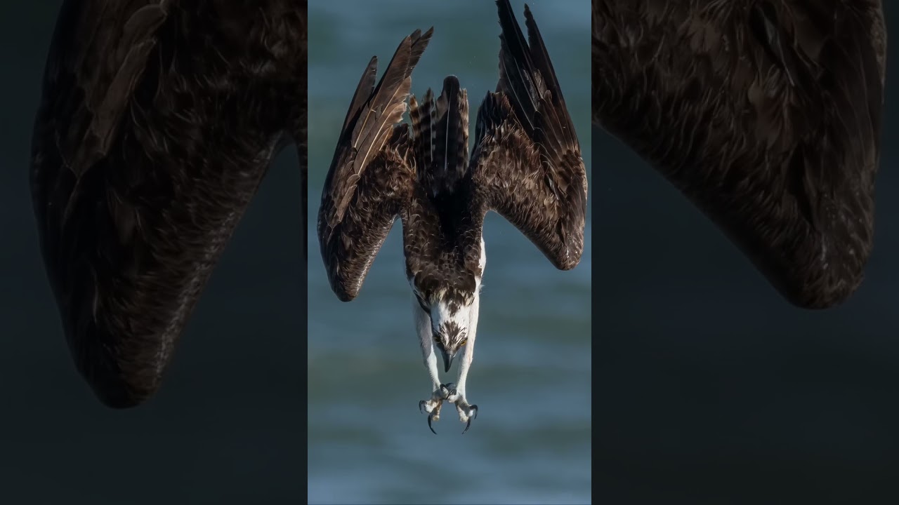 Photographing osprey diving for fish in Florida